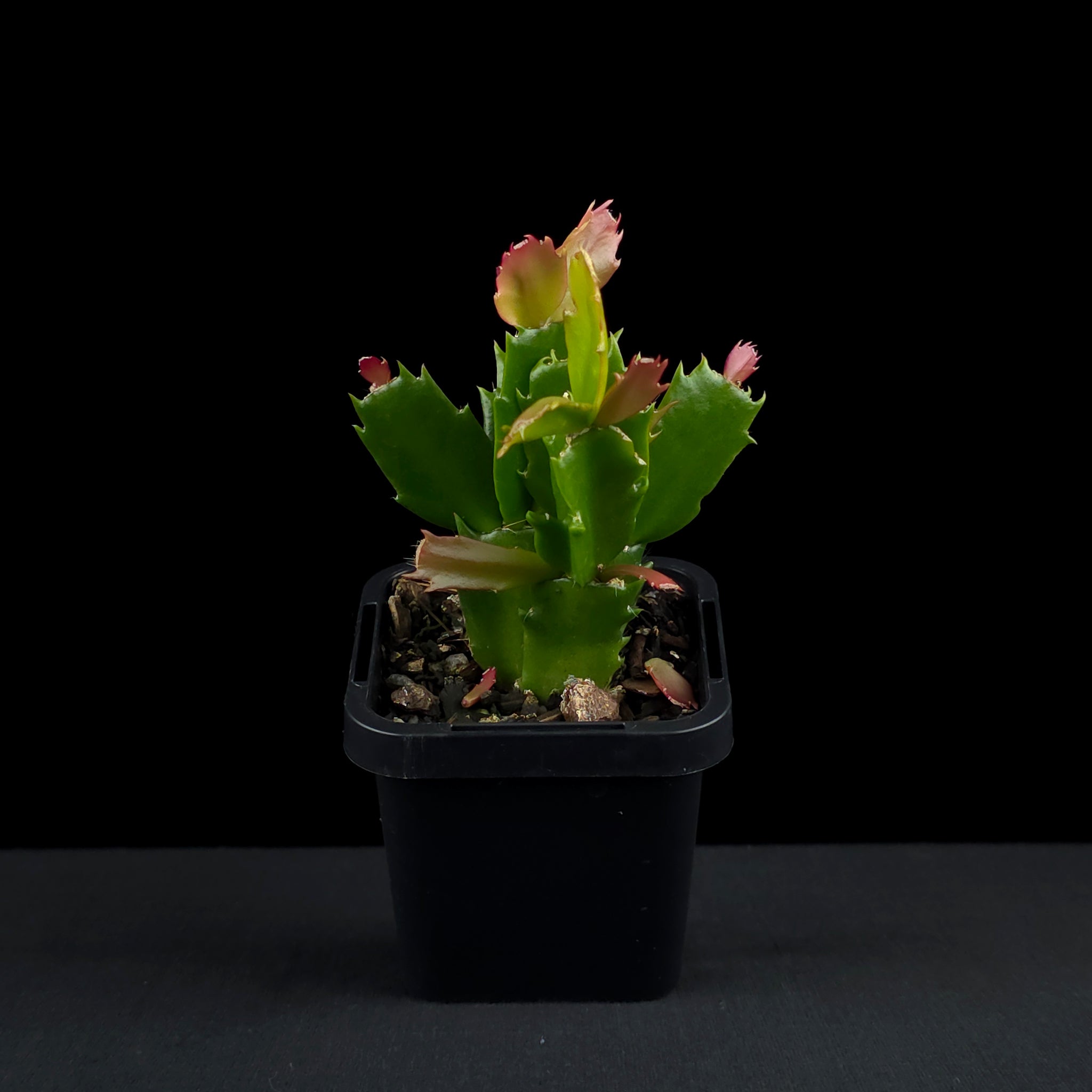 Schlumbergera (Zygocactus) 'Thor Sharon'