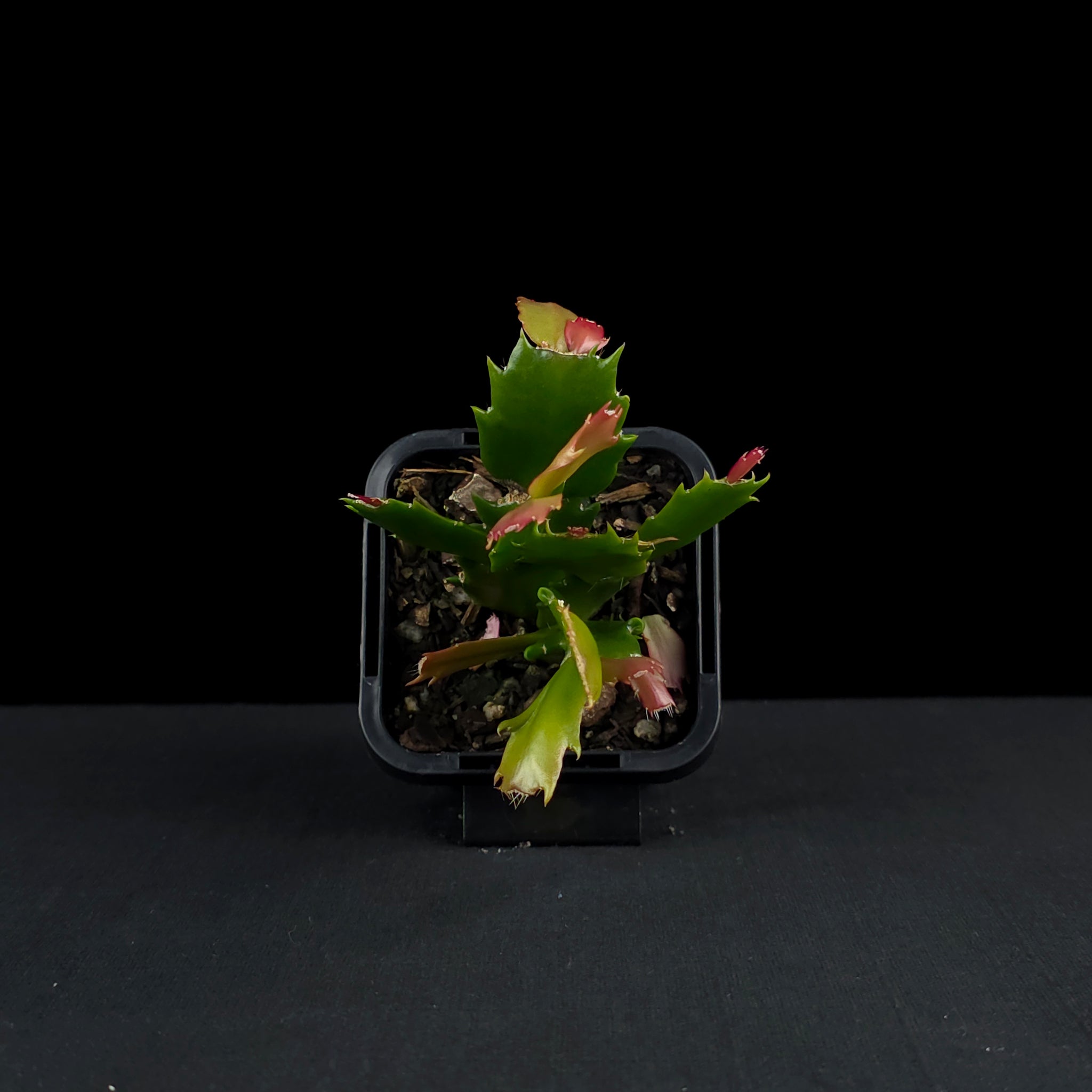 Schlumbergera (Zygocactus) 'Thor Sharon'