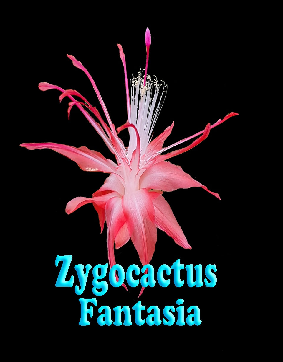 Zygocactus-Schlumbergera-Fantasia-Flowers-Tag