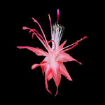 Zygocactus-Schlumbergera-Fantasia