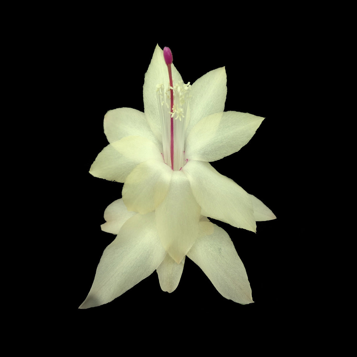 Zygocactus-Schlumbergera-Limelight-Dancer