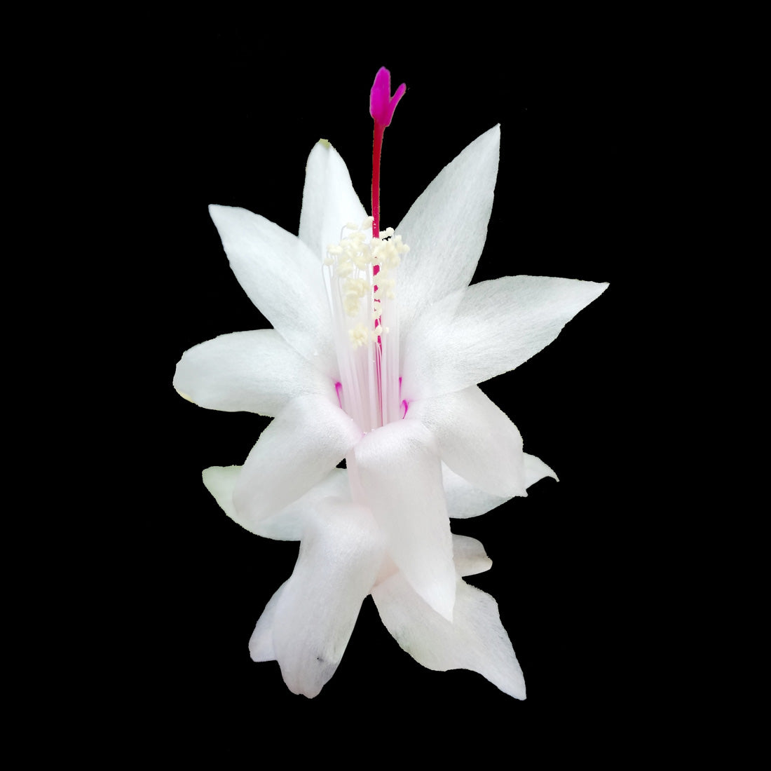 Zygocactus-Schlumbergera-Malissa