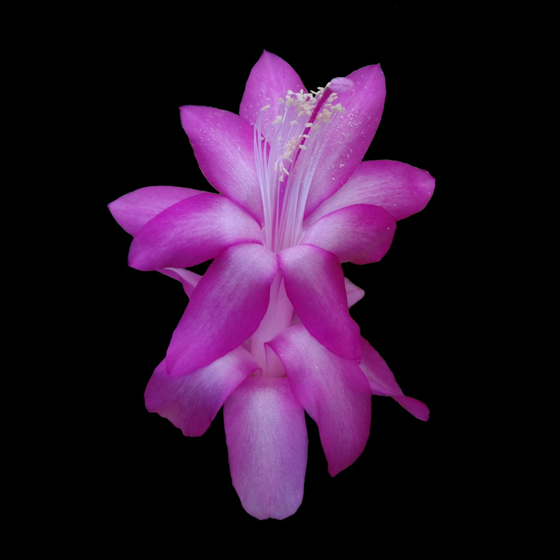 Zygocactus-Schlumbergera-Purple-Dancer