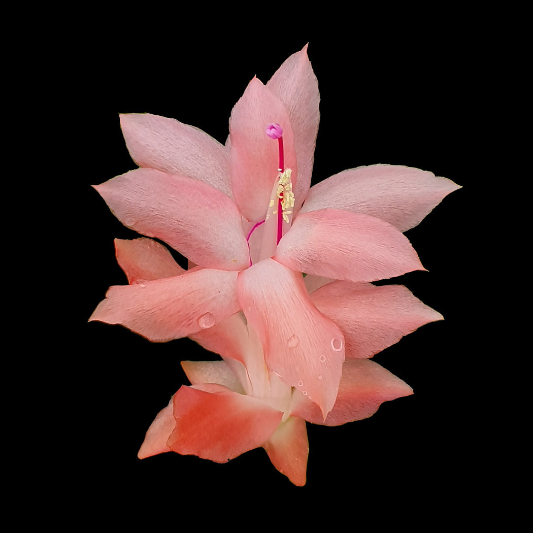 Zygocactus-Schlumbergera-Thor-Freya