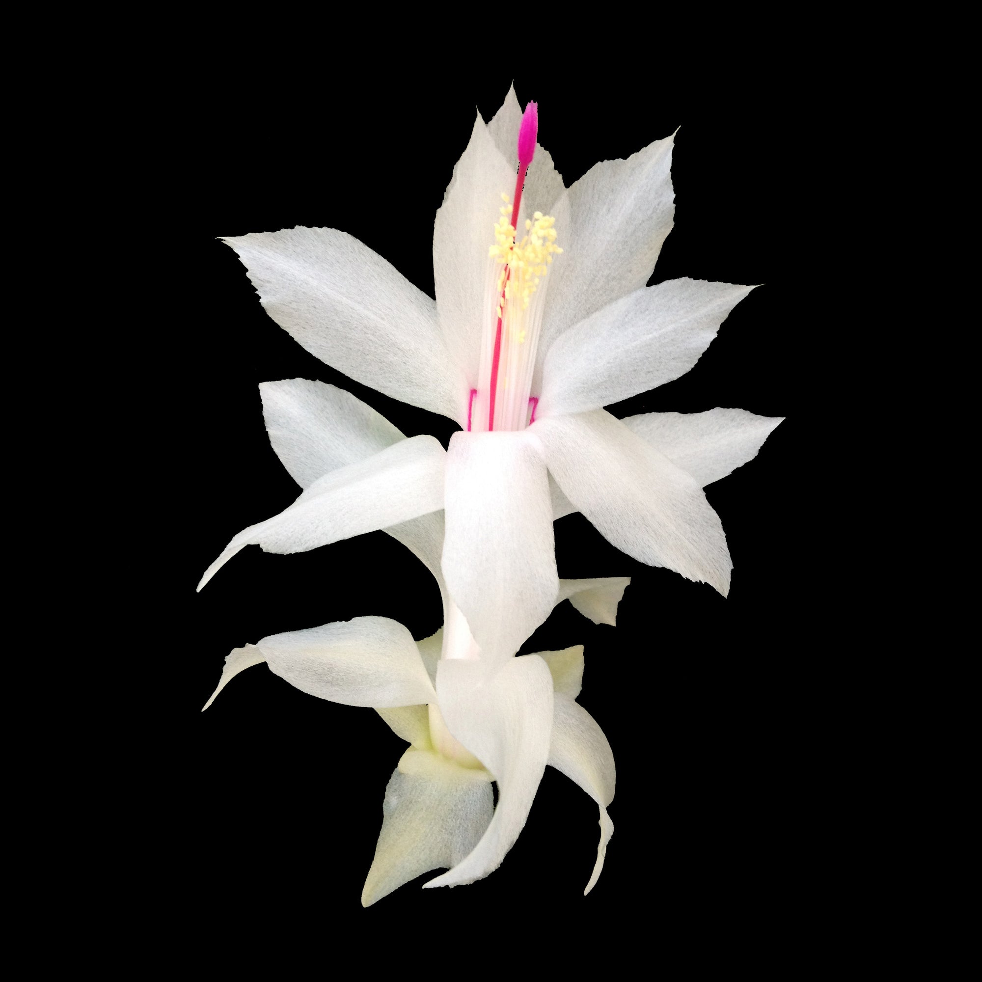 Zygocactus-Schlumbergera-Youp