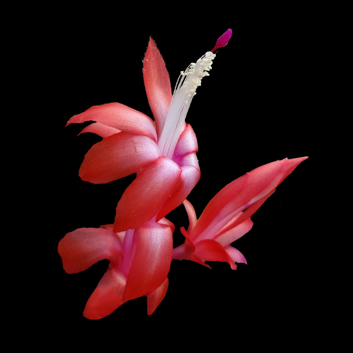 Schlumbergera (Zygocactus) 'Caribbean Dancer'