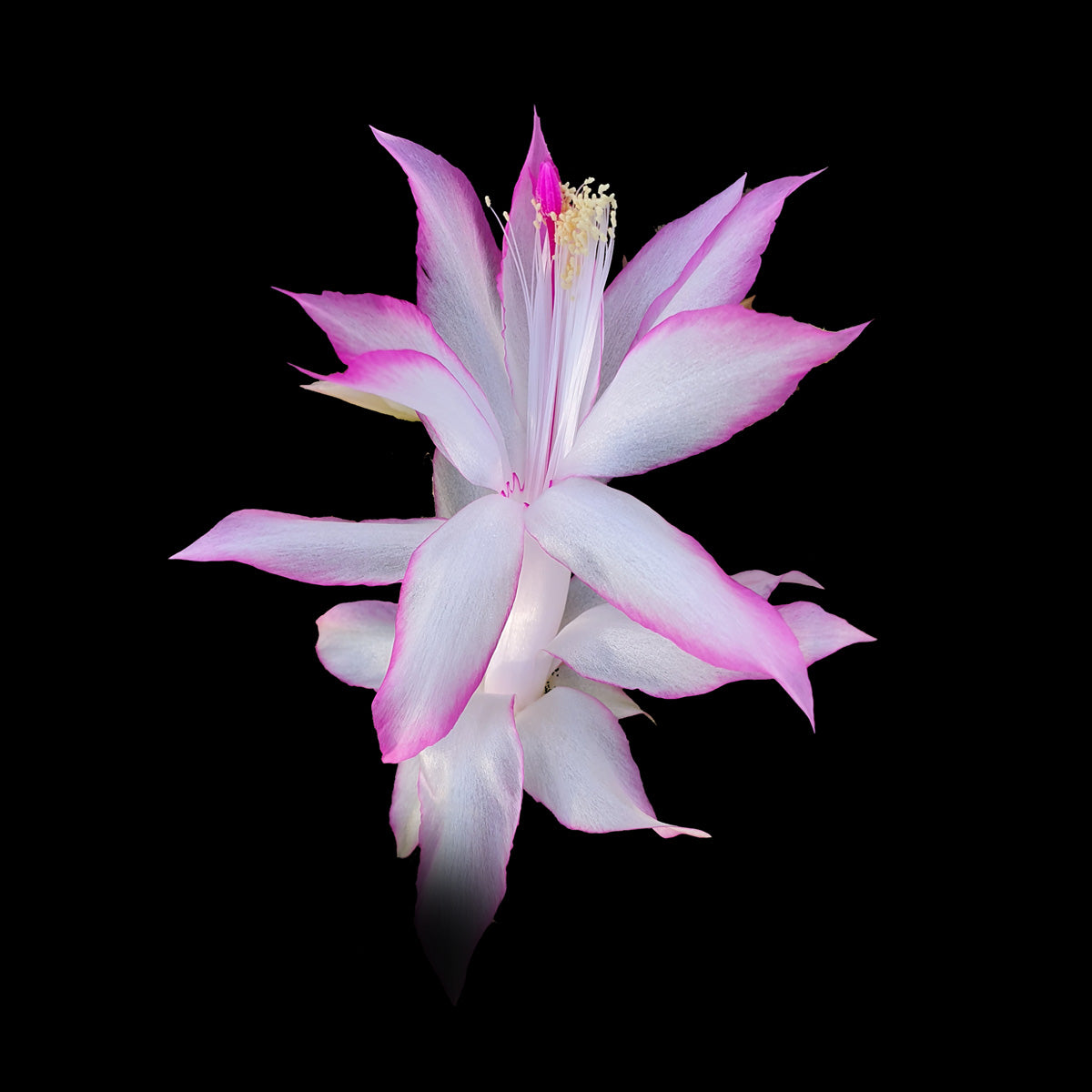 Zygocactus Schlumbergera 'Butterfly' 66mm Pot