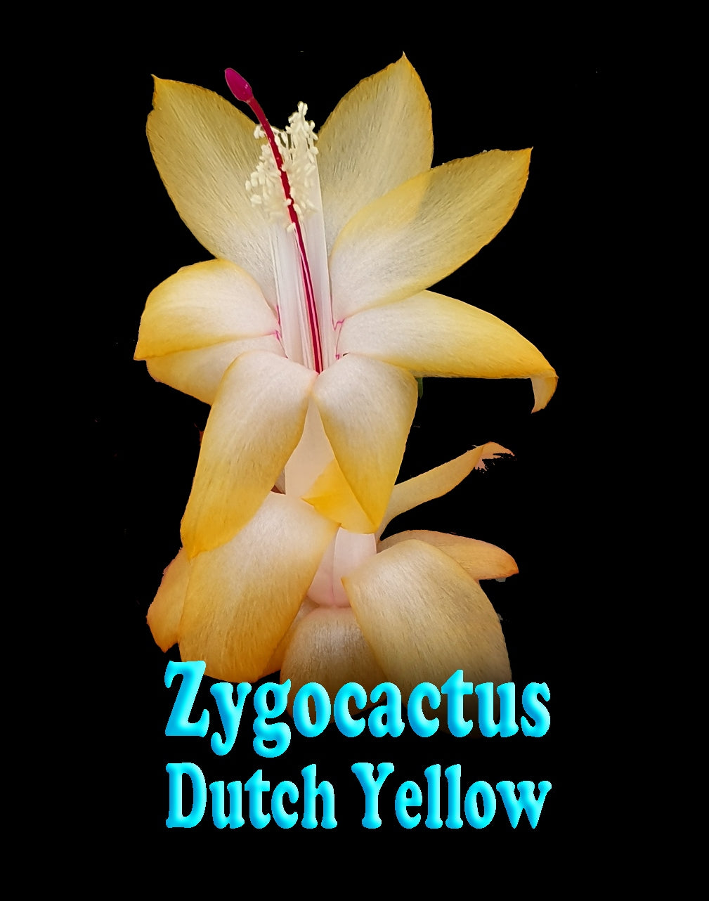 Zygocactus Schlumbergera 'Dutch Yellow' 66mm Pot