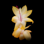 Zygocactus Schlumbergera 'Dutch Yellow' 66mm Pot