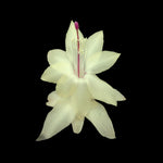 Zygocactus Schlumbergera 'Limelight Dancer' 66mm Pot