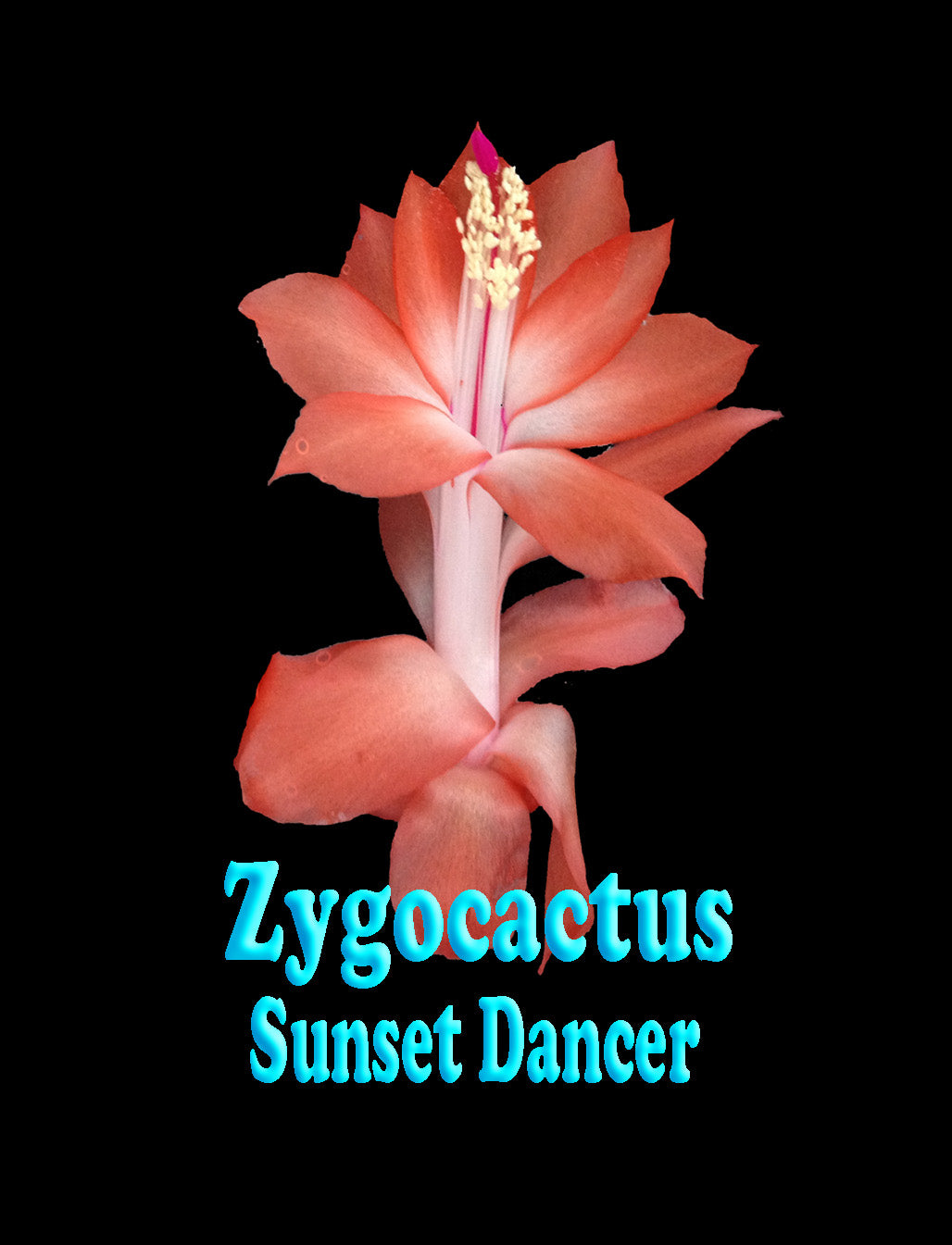 Zygocactus Schlumbergera  'Sunset Dancer' 66mm Pot