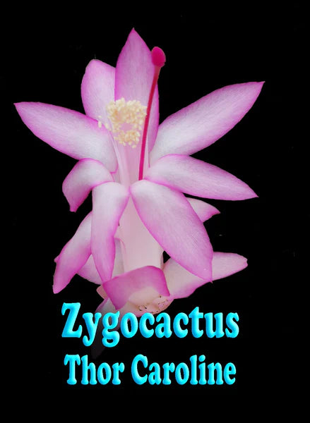 Zygocactus Schlumbergera 'Thor Caroline' 66mm Pot