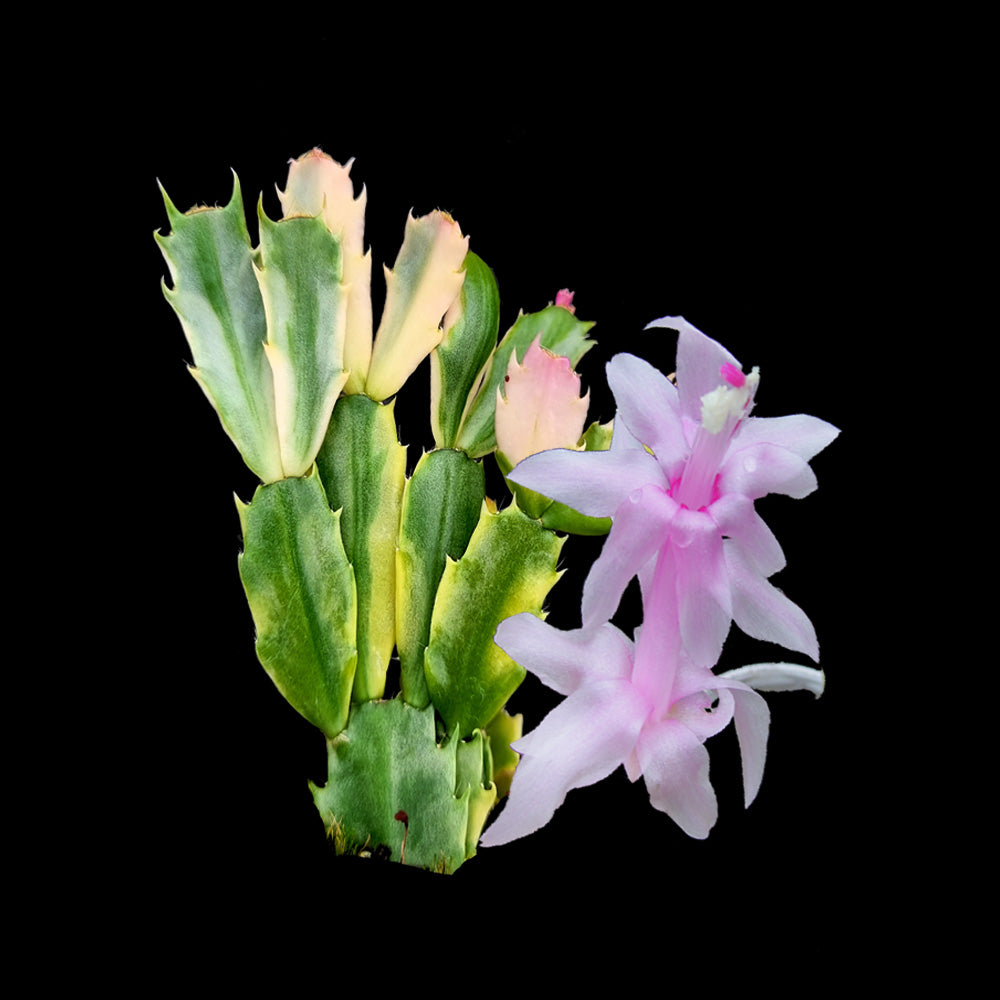 Zygocactus Schlumbergera Variegated 66mm Pot