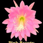 Epiphyllum ‘Pink Perfection’