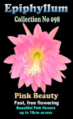 Epiphyllum ‘Pink Perfection’