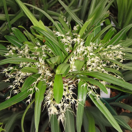 Bulbophyllum ramosii