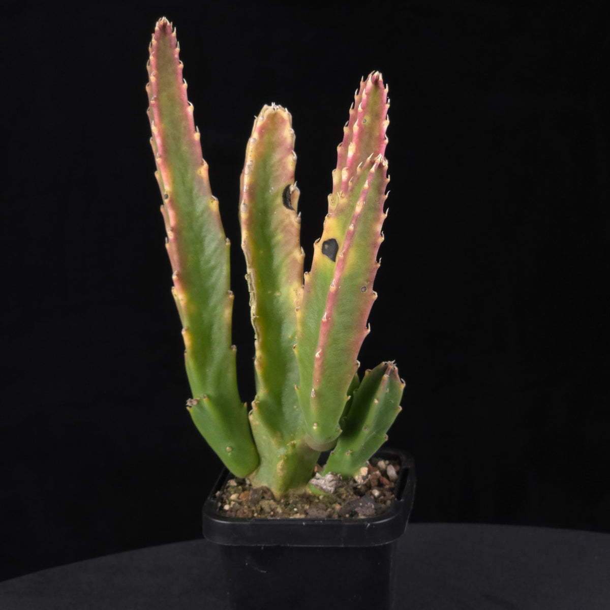 Stapelia grandiflora ‘Compacta’ Starfish Flower – Collection No. 83