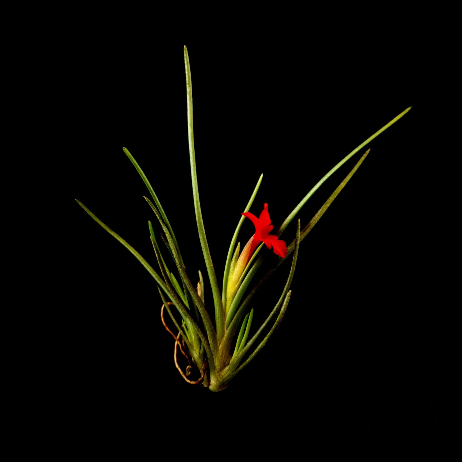 Tillandsia albertiana