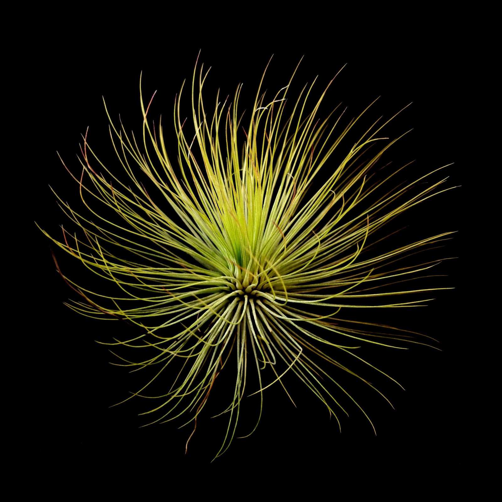 Tillandsia andreana