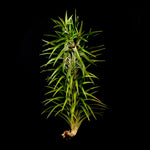 Tillandsia araujei