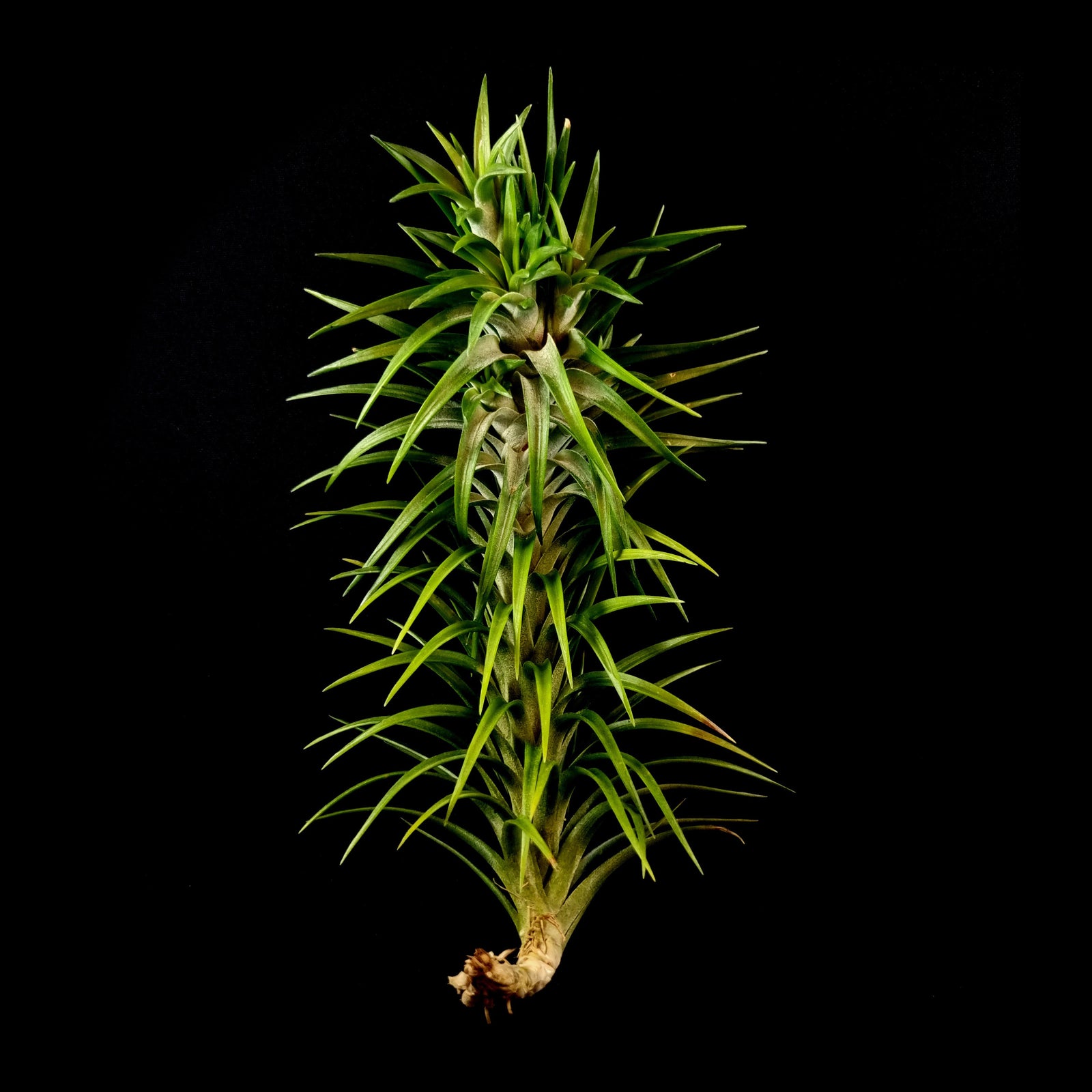 Tillandsia araujei