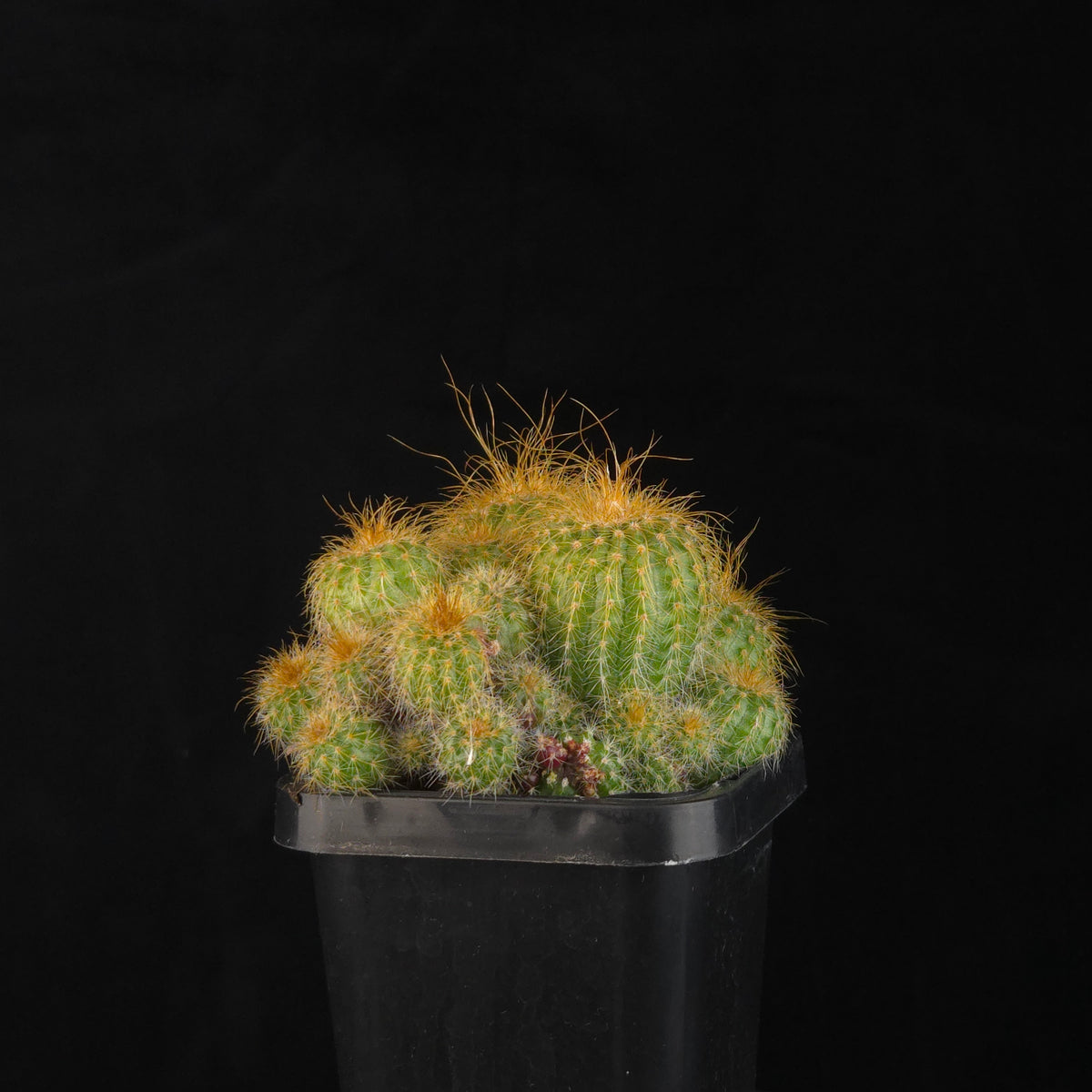Parodia leninghausii – Clustering Form with numerous golden-spined offsets in a black pot