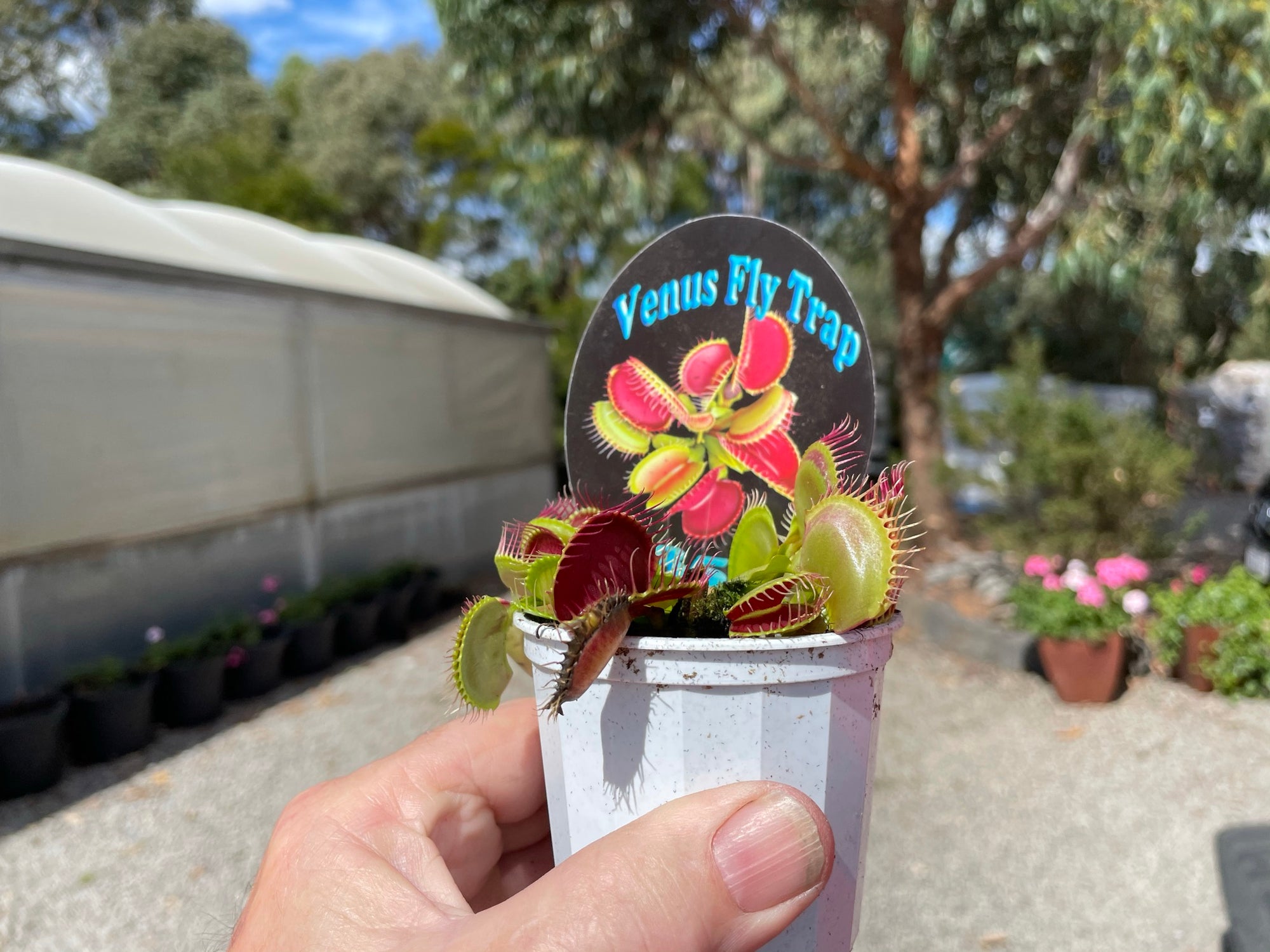 Venus Fly Trap 'B52' Dionaea muscipula