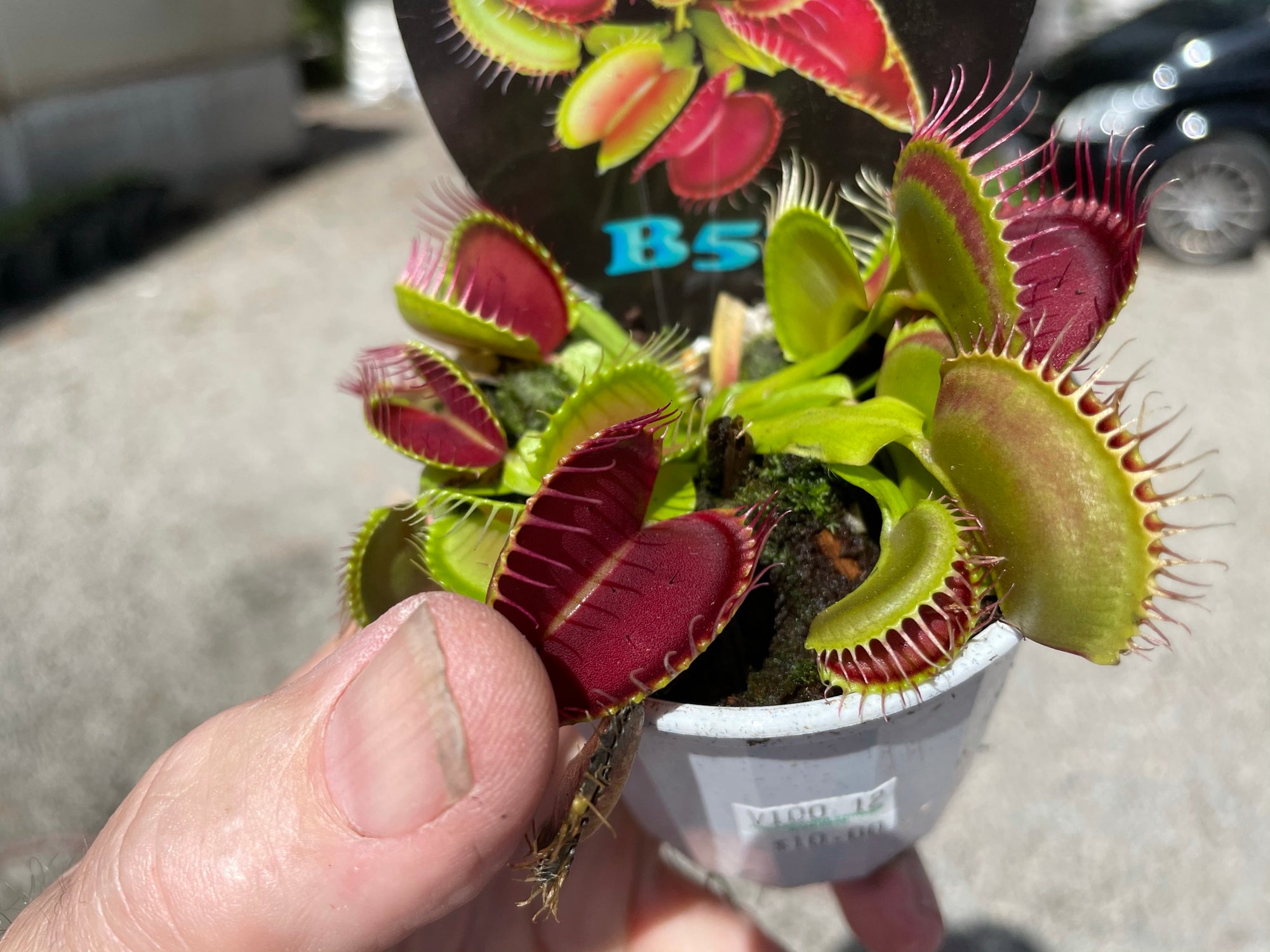 Venus Fly Trap 'B52' Dionaea muscipula