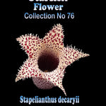 Stapelianthus decaryi (Syn. Stapelianthus pilosus) Stapelia Starfish Flower – Collection No. 76