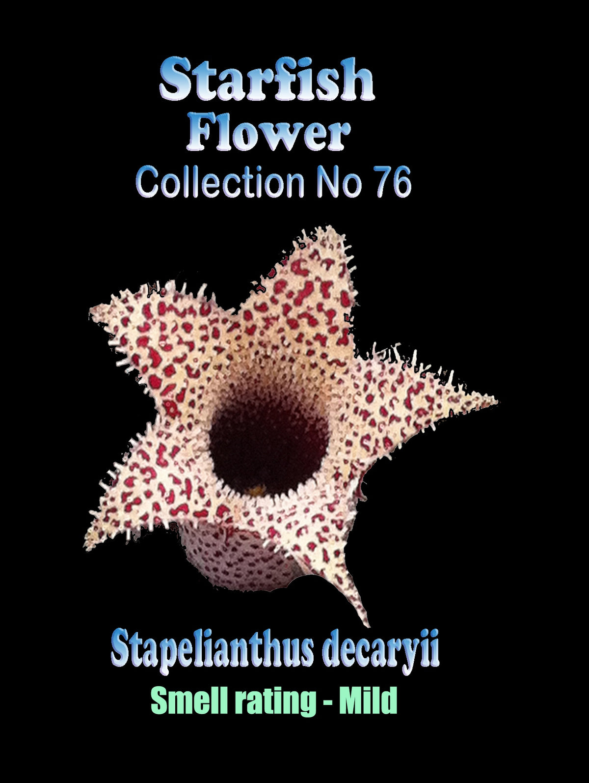 Stapelianthus decaryi (Syn. Stapelianthus pilosus) Stapelia Starfish Flower – Collection No. 76