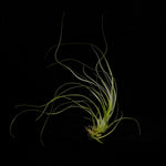 Tillandsia balbisiana