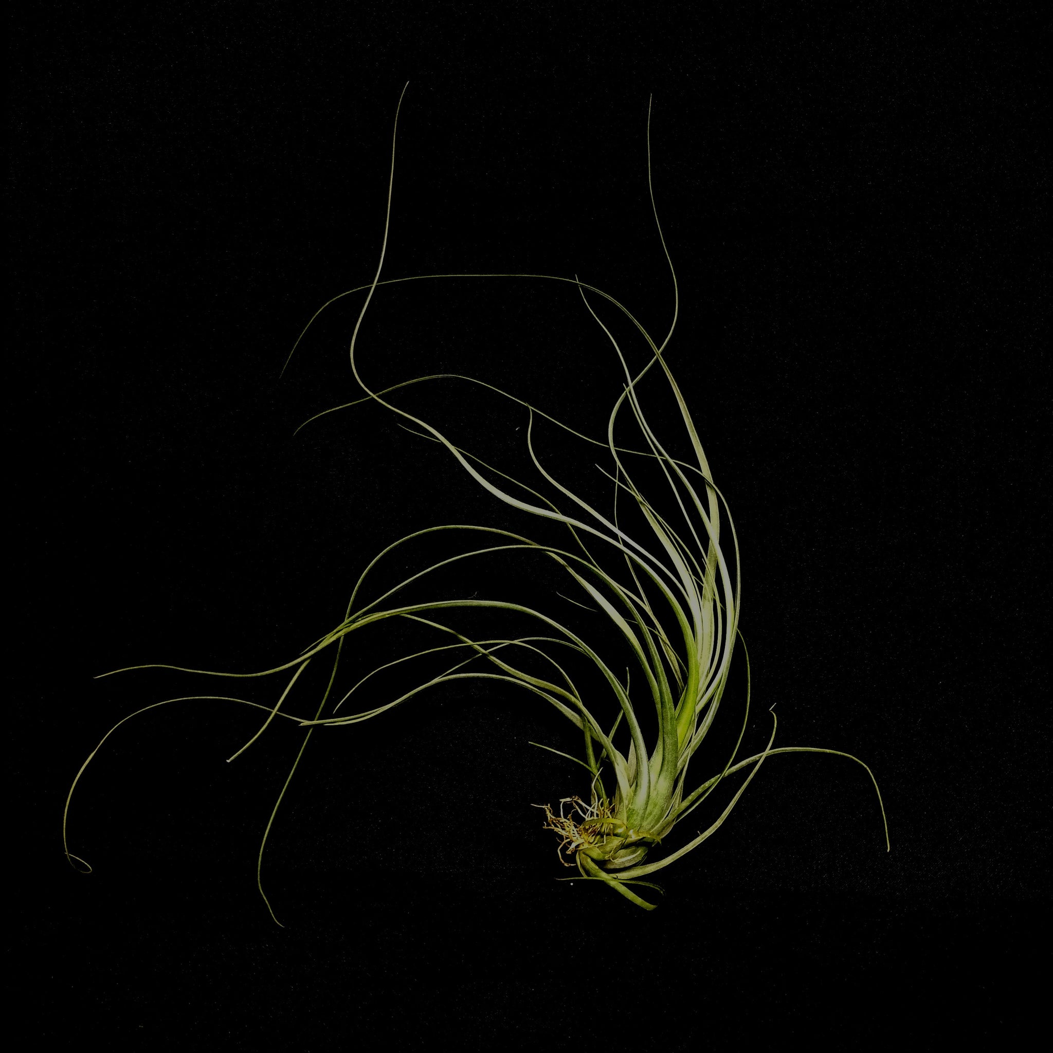 balbisiana air plant Tillandsia balbisiana – Collectors Online