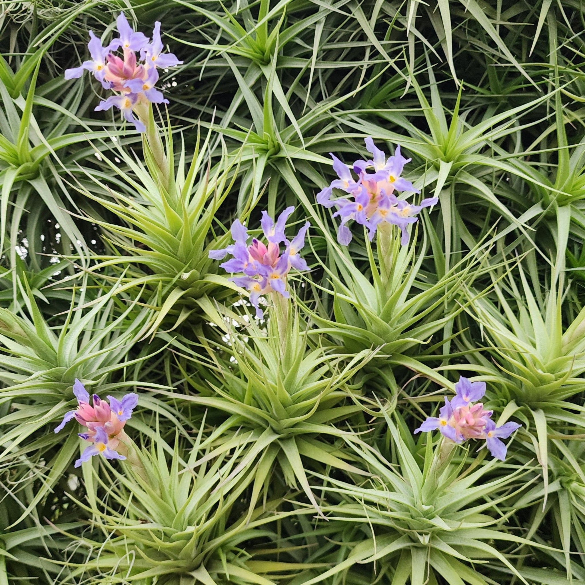 Tillandsia bergeri