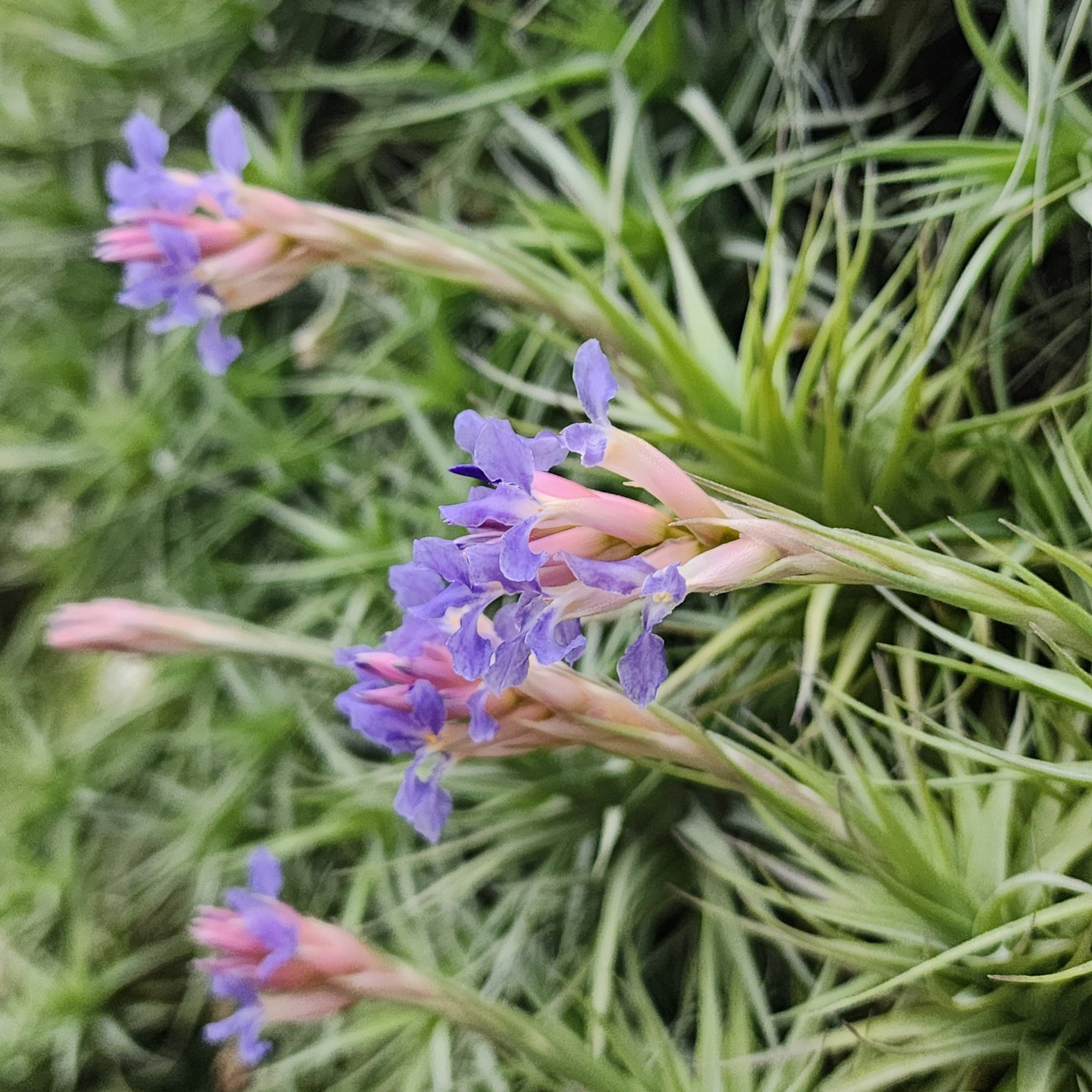 Tillandsia bergeri