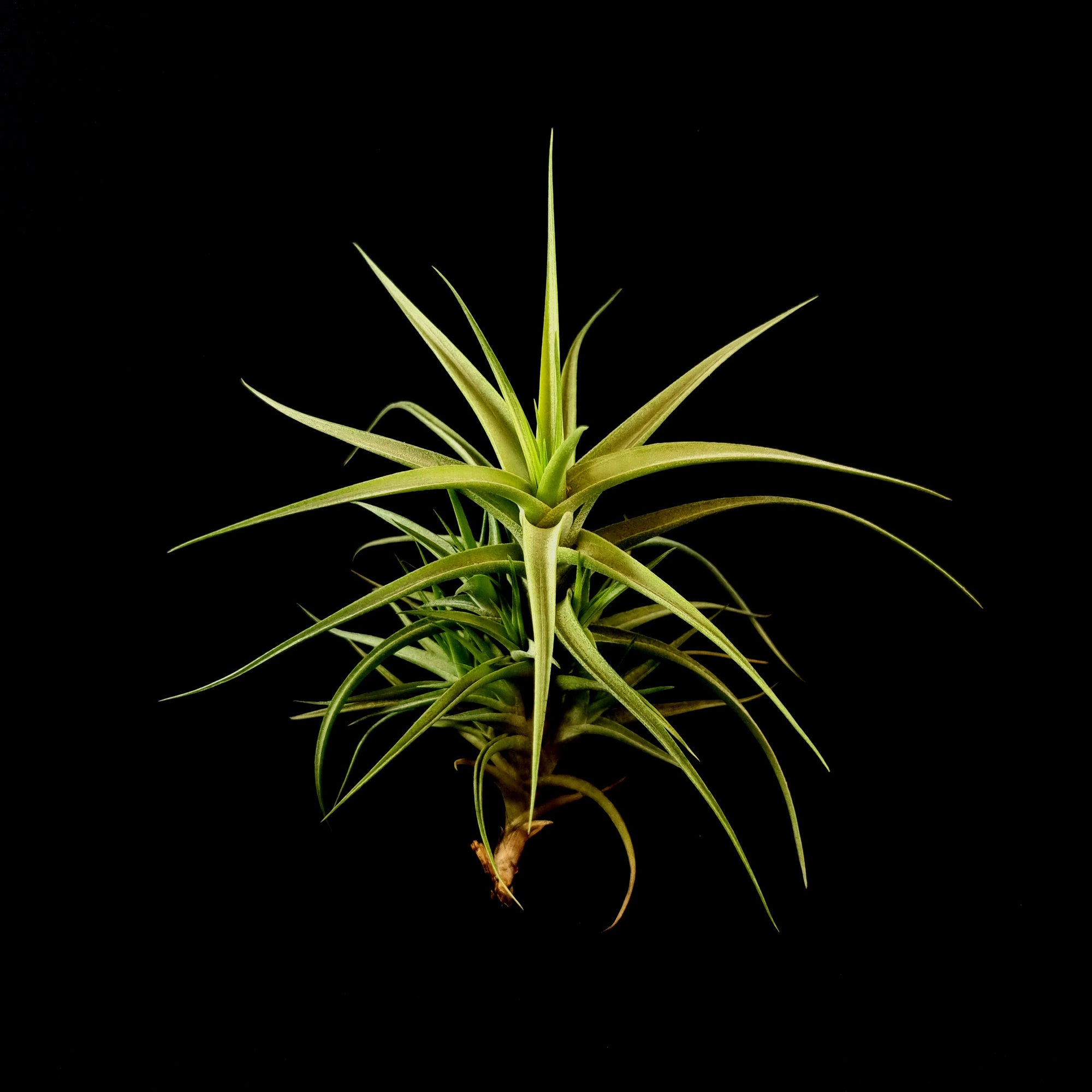 Tillandsia bergeri