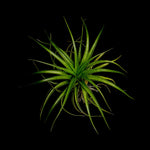 Tillandsia brachycaulos