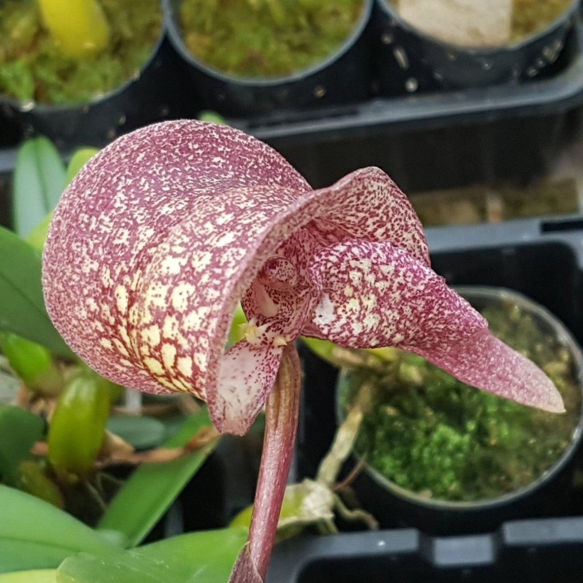 Bulbophyllum arfakianum showing curved pink speckled flower