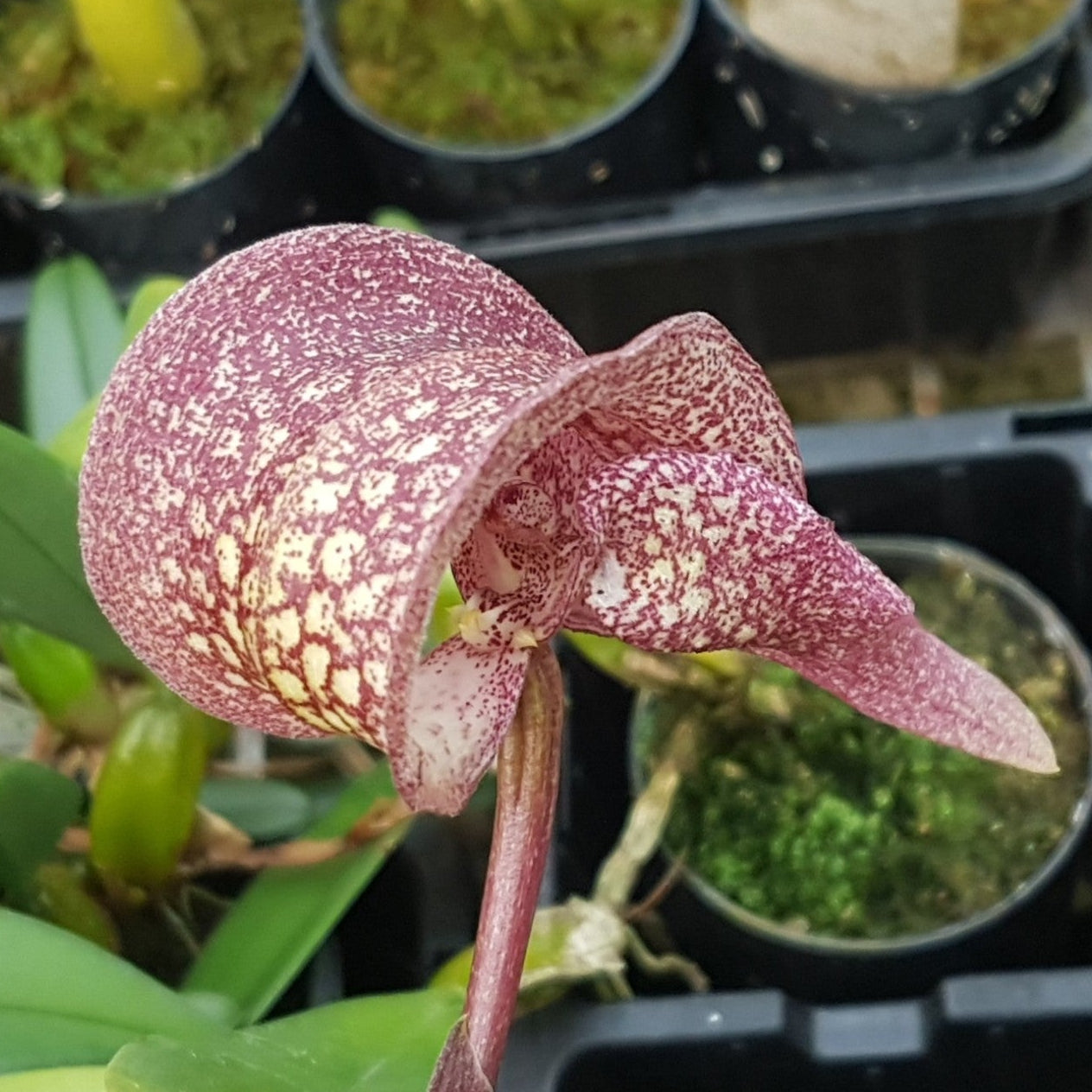 Bulbophyllum arfakianum showing curved pink speckled flower