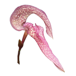 Bulbophyllum arfakianum with large pink and maroon speckled flower