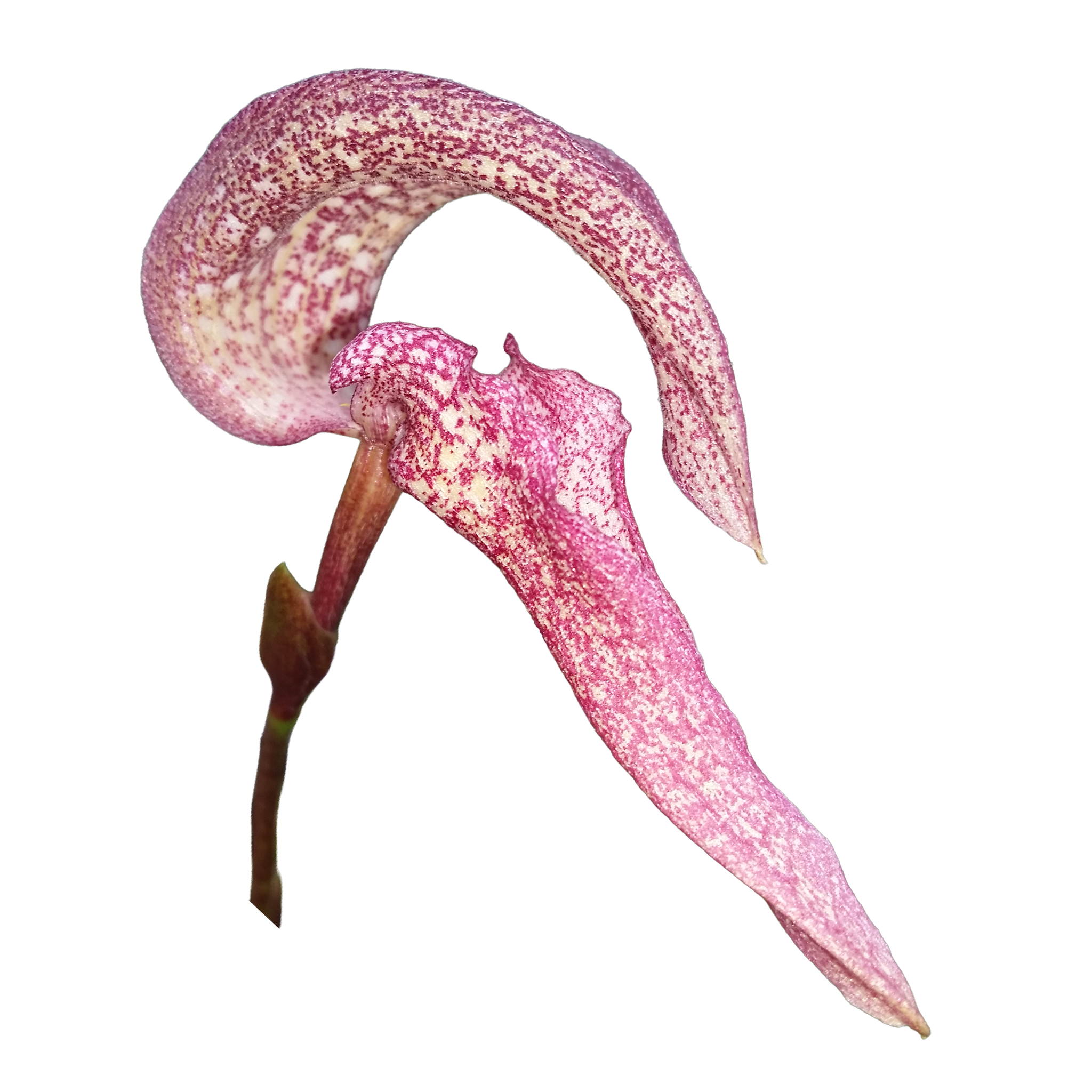 Bulbophyllum arfakianum with large pink and maroon speckled flower