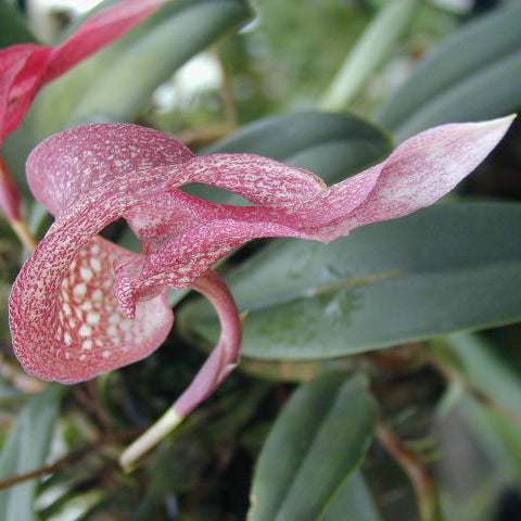 Bulbophyllum arfakianum flowering among green orchid foliage