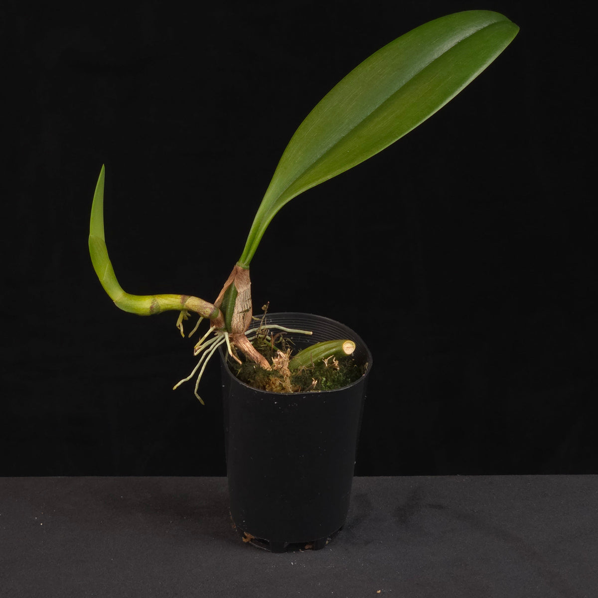 Bulbophyllum arfakianum orchid growing in black nursery pot
