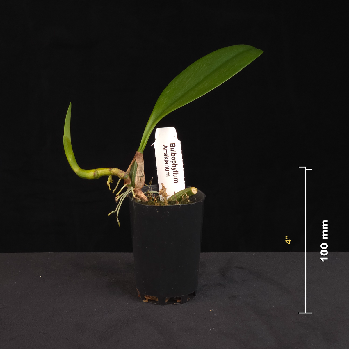 Bulbophyllum arfakianum potted orchid shown with size reference