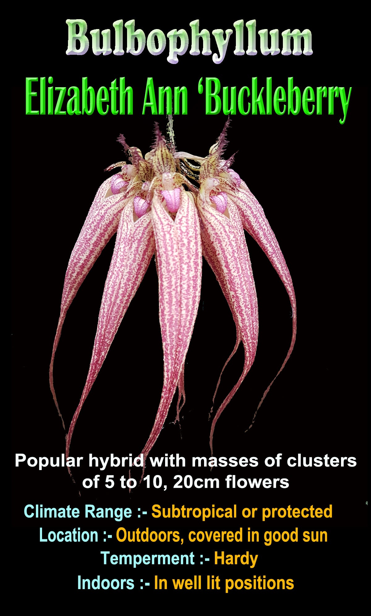 Bulbophyllum Elizabeth Ann 'Buckleberry' showing long pink flower cluster