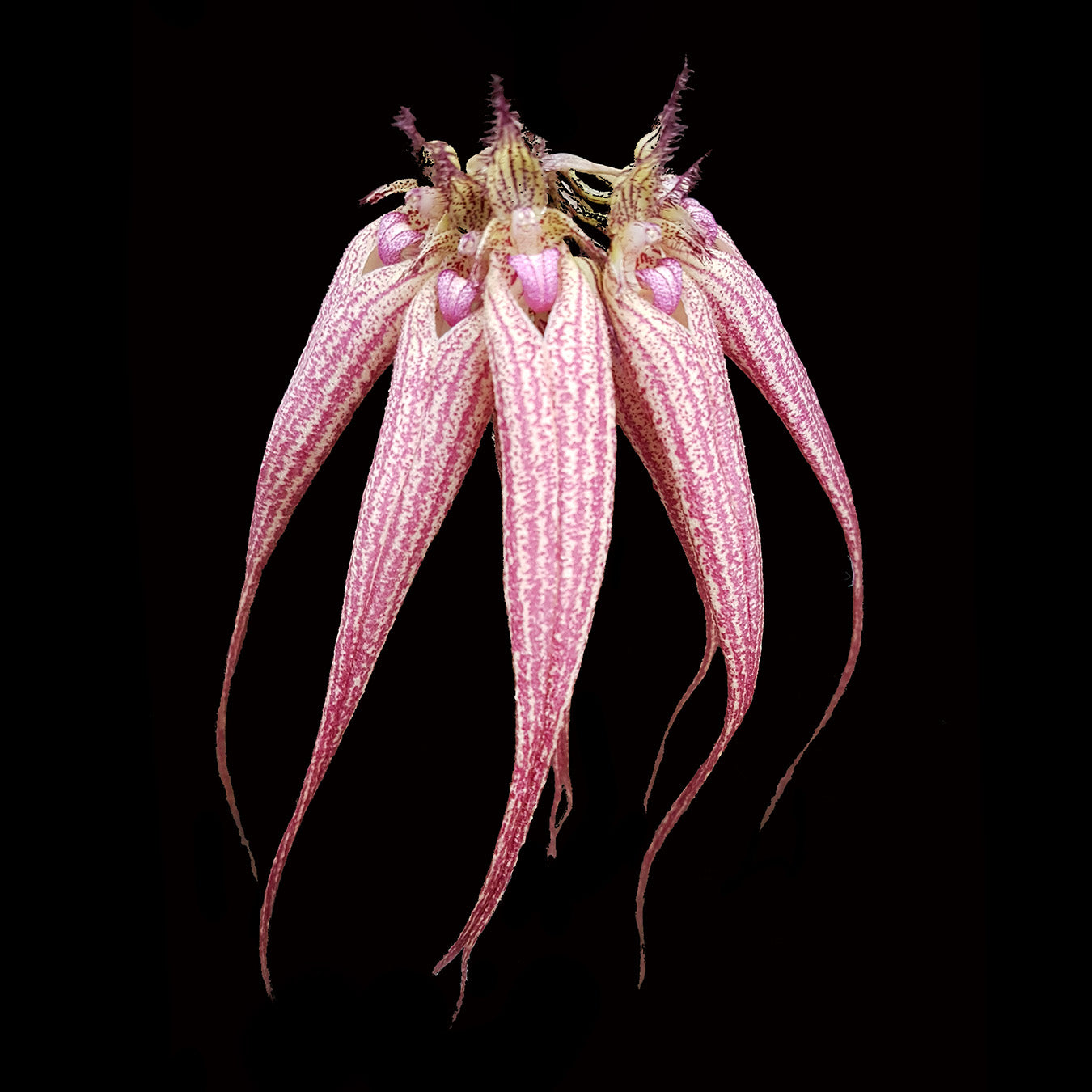 Bulbophyllum Elizabeth Ann 'Buckleberry' with long pink pendant flowers
