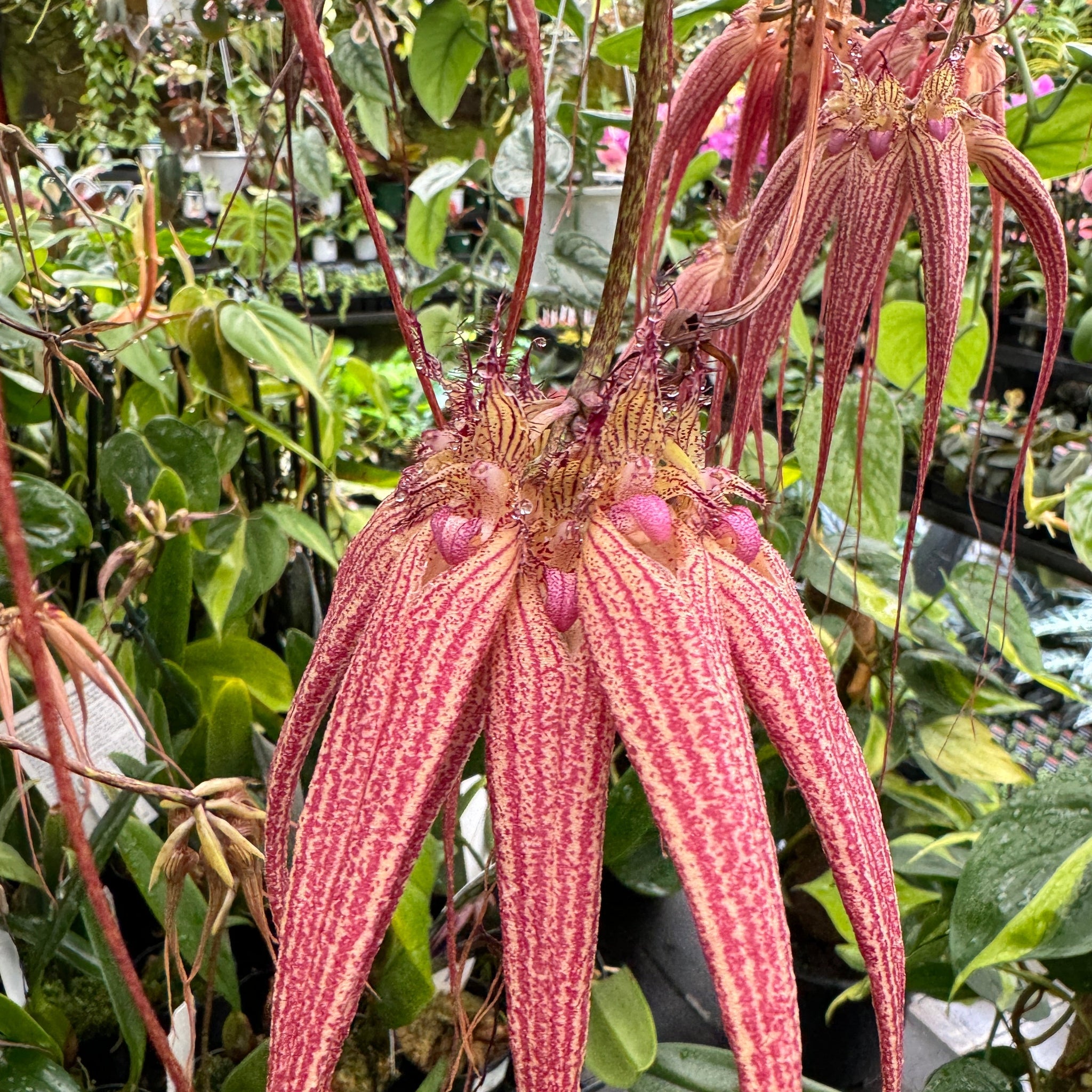 Bulbophyllum Elizabeth Ann 'Buckleberry' flowering with pendant pink blooms