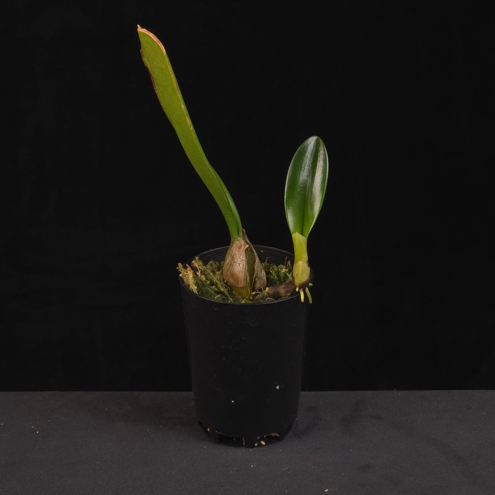 Bulbophyllum Elizabeth Ann 'Buckleberry' growing in black nursery pot