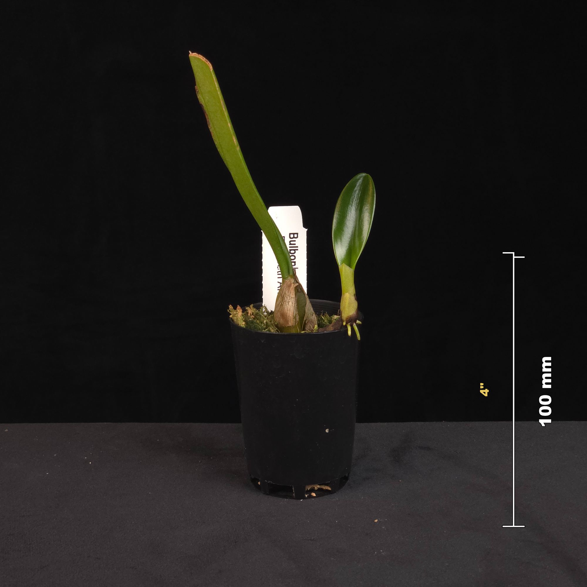 Bulbophyllum Elizabeth Ann 'Buckleberry' potted orchid with size reference