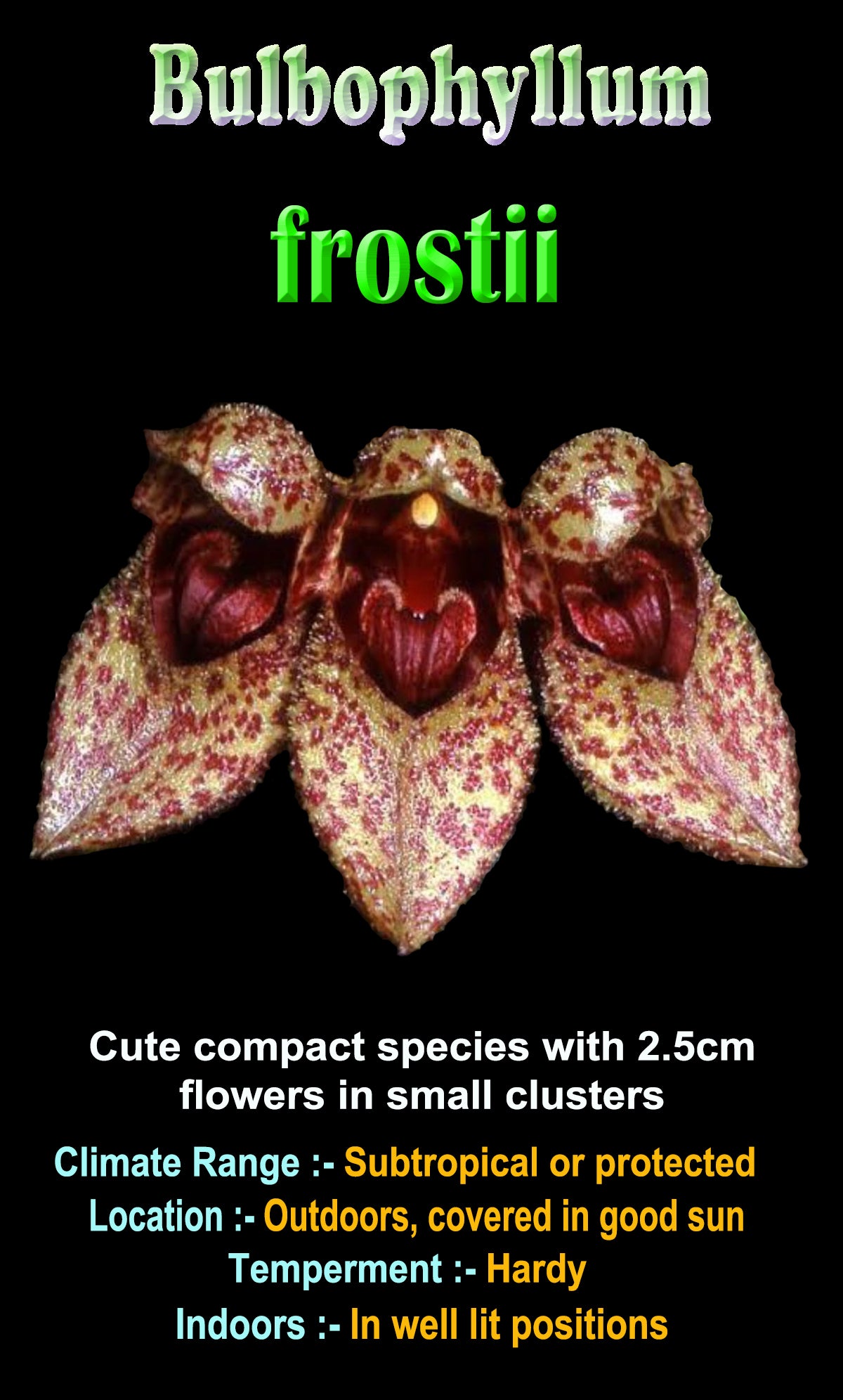 Bulbophyllum frostii showing distinctive mottled pouch-like flowers