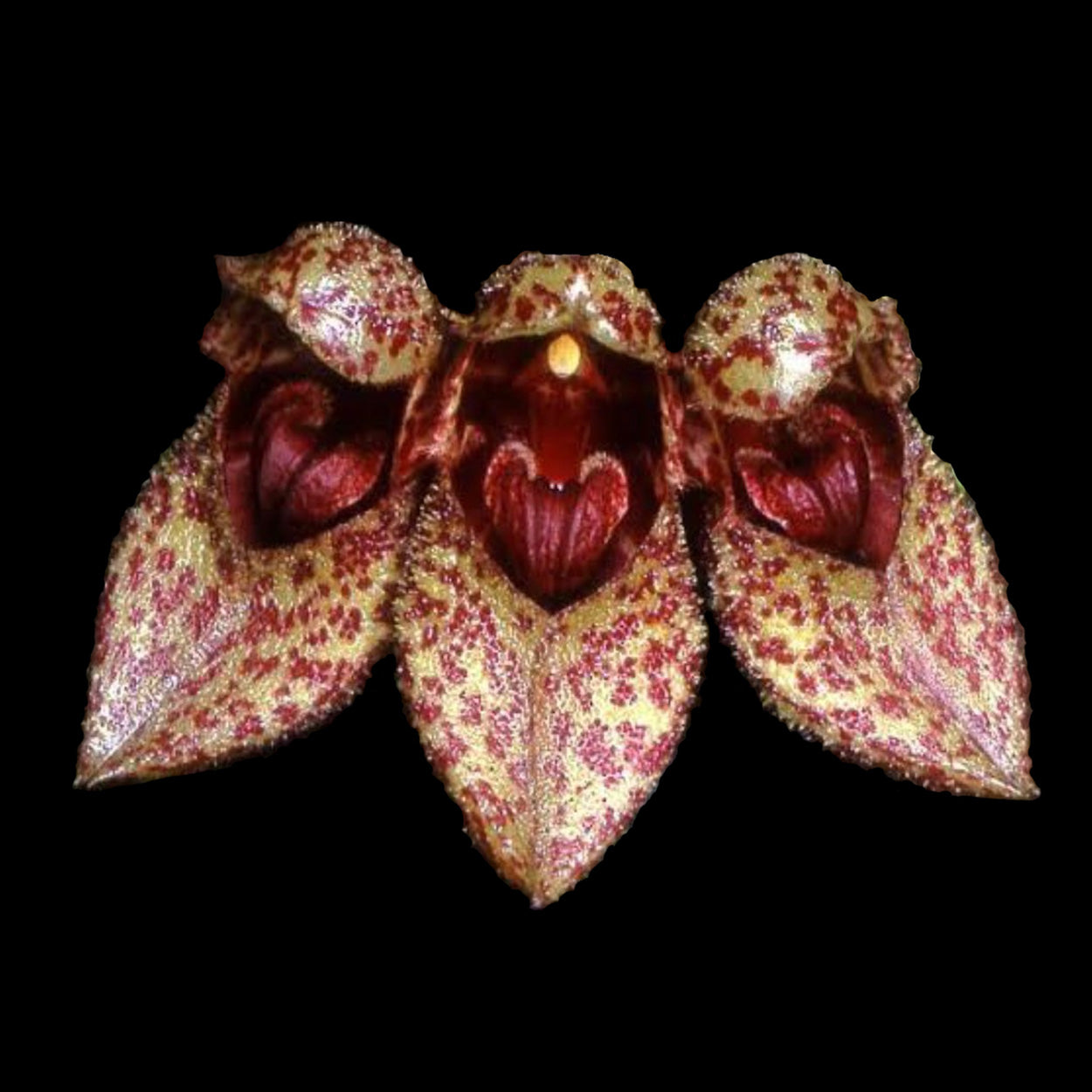 Bulbophyllum frostii with mottled cream and deep red flowers